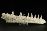 Mosasaur (Eremiasaurus?) Jaw with Seven Teeth - Morocco #259674-1